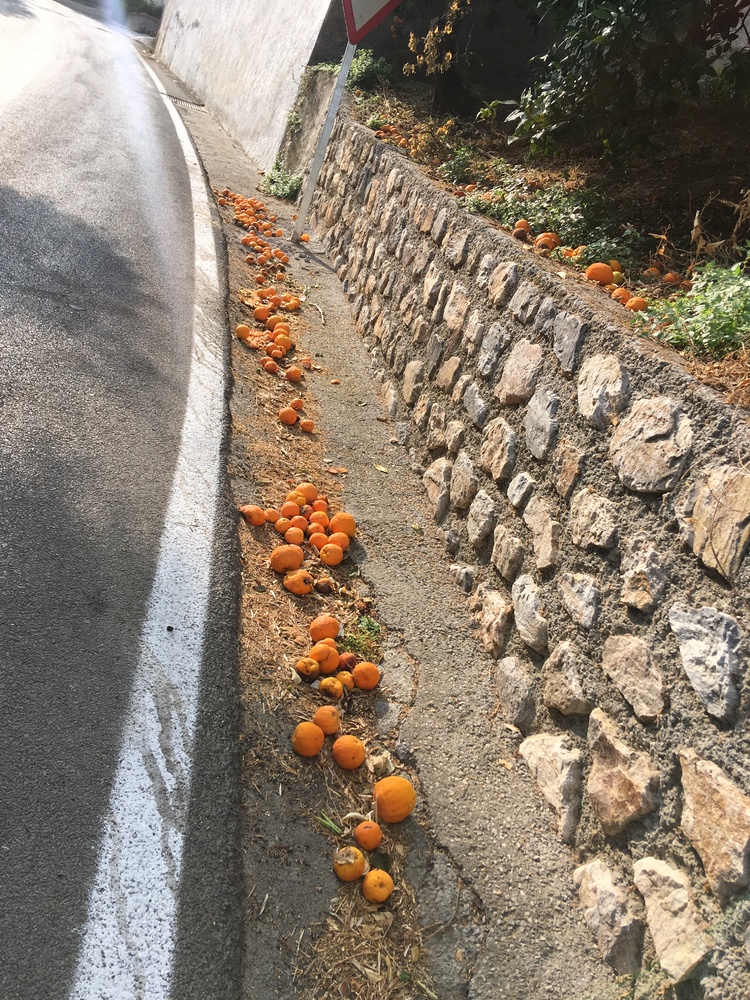 Dead oranges