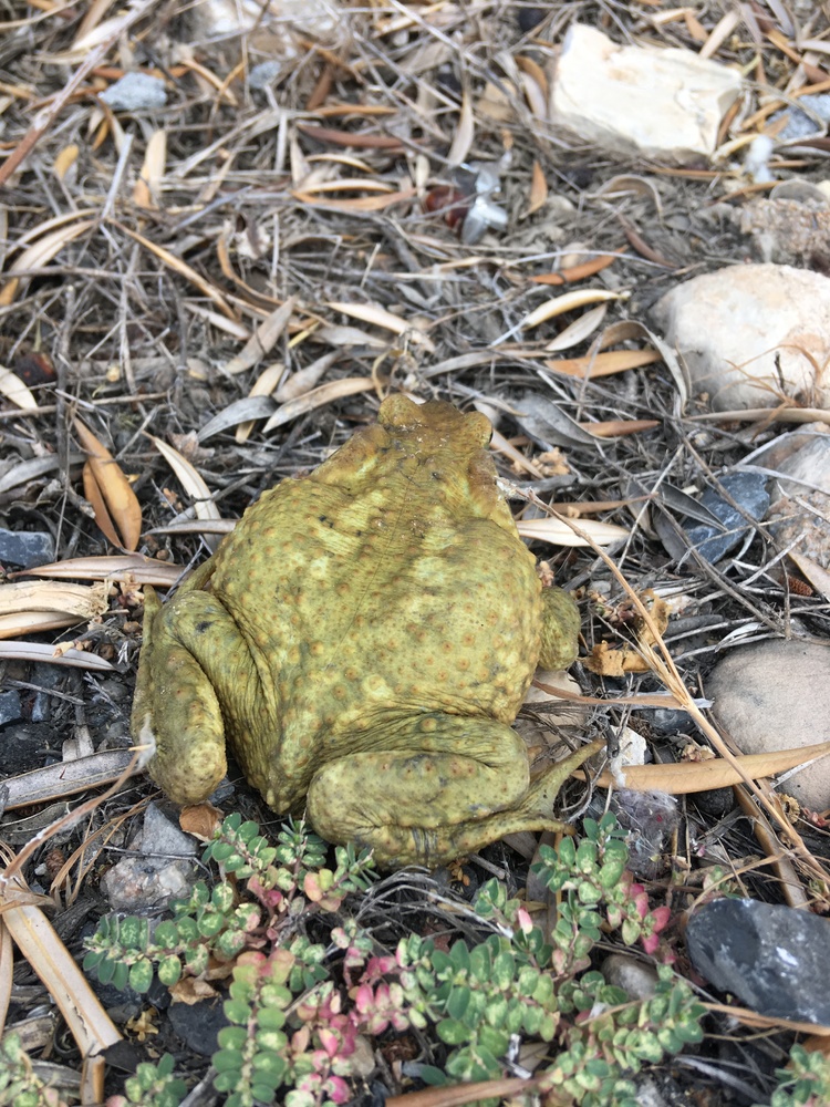 Frog/Toad