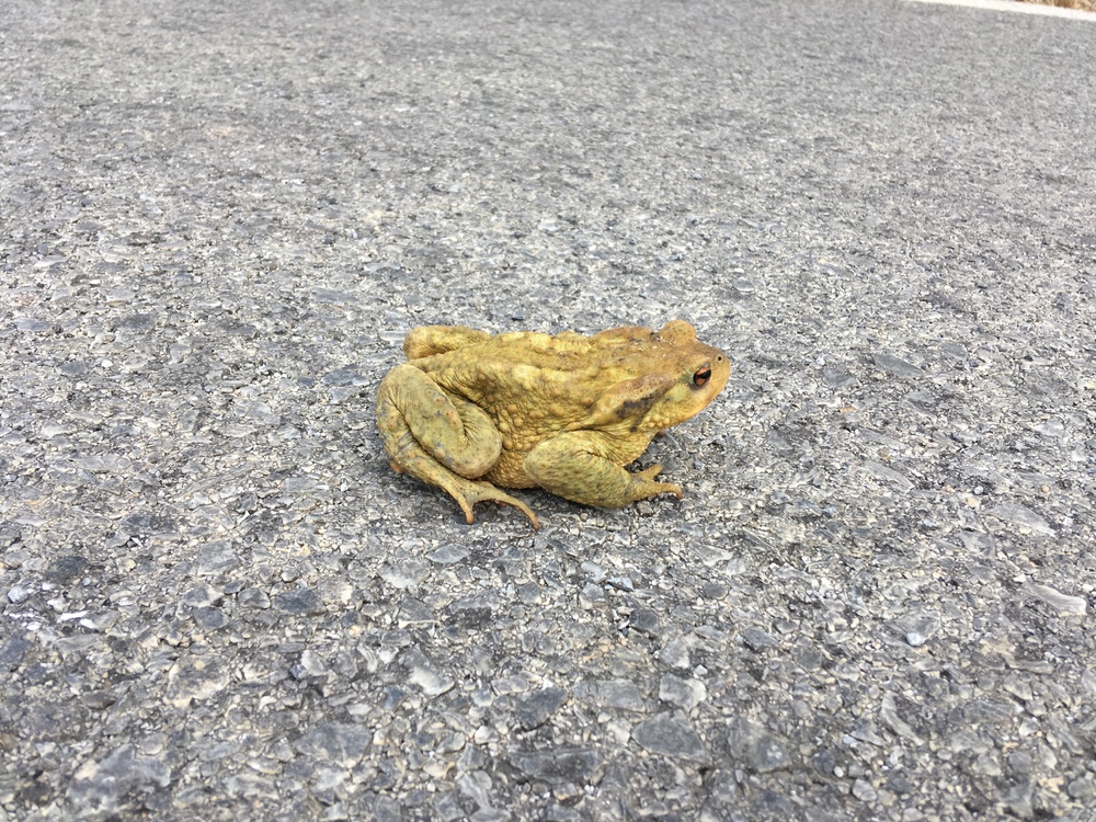 Frog/Toad